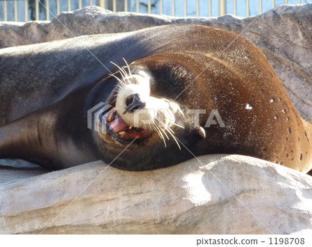 funny seal face