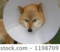 Parabona antenna dog 1198709