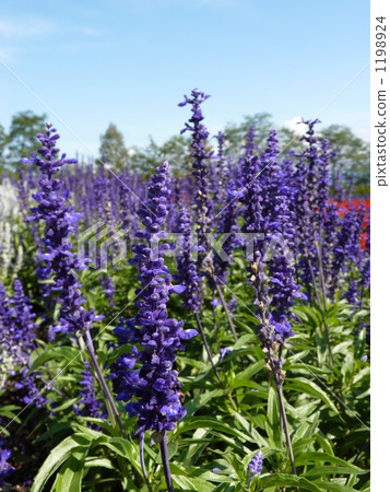 [KAZ]薰衣草 1198924