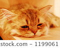 cat, nap, dozed off 1199061