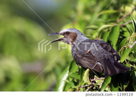 Brown-eared bulbul 1199519