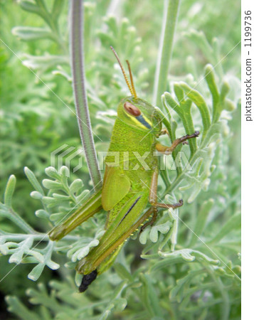 Green Green grasshopper 1199736