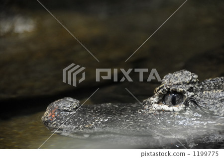 Scattered crocodile Scattered crocodile 1199775