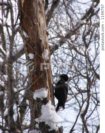 Kumagera winter 1199797