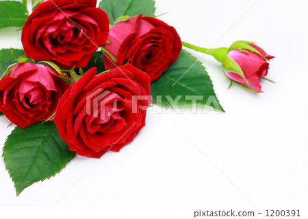 Rose Rose 1200391