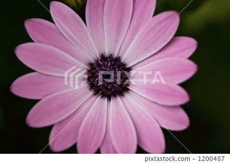 Familiar flowers 1200487