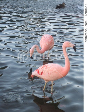 火烈鳥的假期 1200645