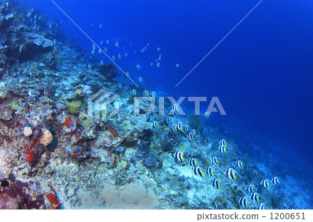 Mulehatatatadai of Sipadan Island 1200651