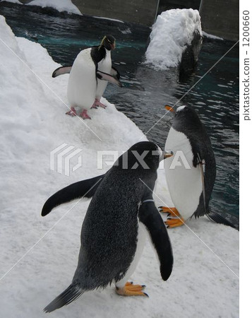 A group of penguins 1200660