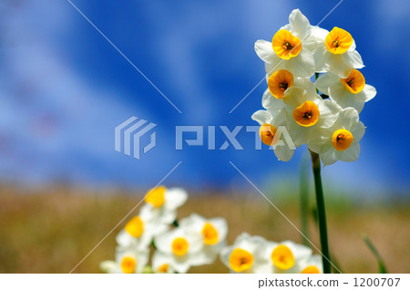 水仙花黃水仙 1200707