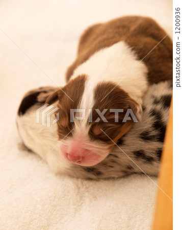 australian shepard, doggy, puppy 1200936