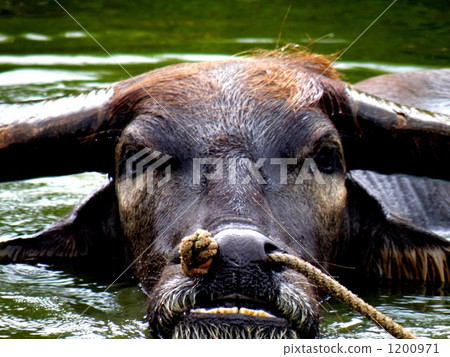 Buffalo's face 1200971