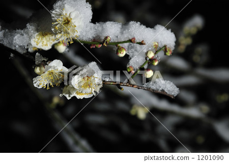 ume, snow, snowy 1201090
