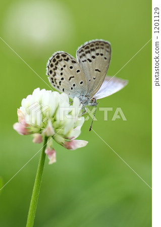 brackish water clam, silver-studded blue, lycaenidae 1201129