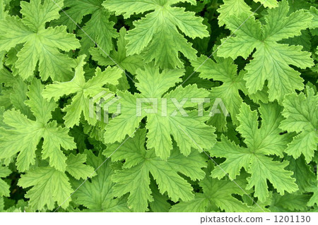 herb, herbal, green 1201130