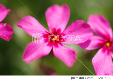 Shiba Sakura Scarlet Frame 1201392