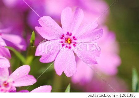 Shiba cherry tree autumn rose Shiba cherry tree autumn rose 1201393