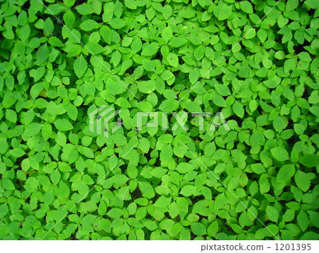 Green Green Beautiful beautiful fresh fresh lush green fresh green golf growing yellow green shining life 1201395