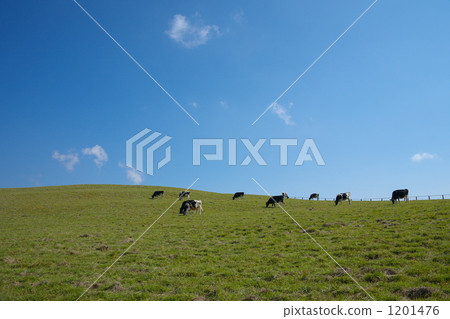 Ranch and cow 1201476