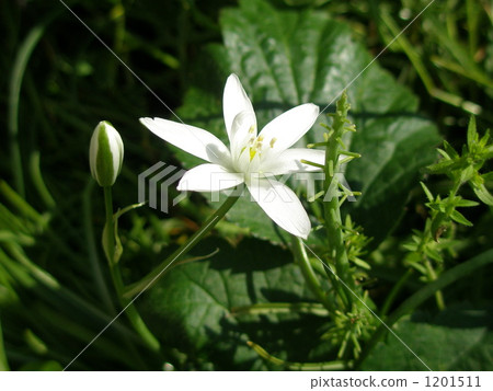 Slowly flowers 1201511