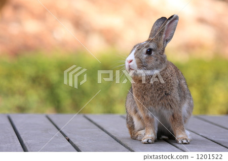 Rabbit Rabbit 1201522