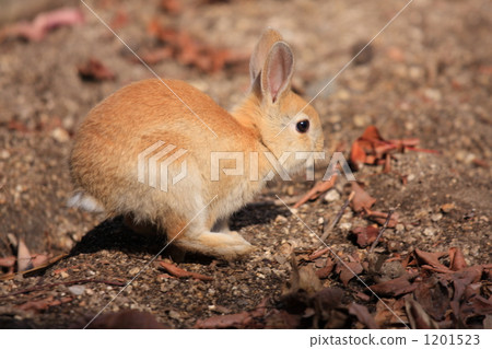 Rabbit Rabbit 1201523
