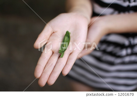 sasabune, bamboo leaf boat, the palm of the hand 1201670