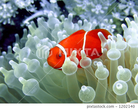 Anemone fish Anemone fish 1202140