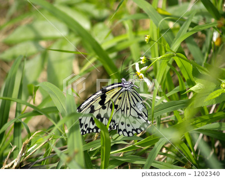 rice paper butterfly, tree nymph butterfly, butterfly 1202340