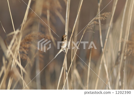 emberiza schoeniclus, winter plumage, reed bed 1202390