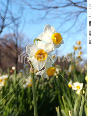 Japan Narcissus 1202444