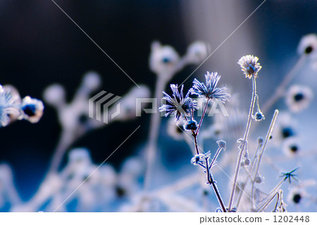 hoarfrost, up, botanic 1202448