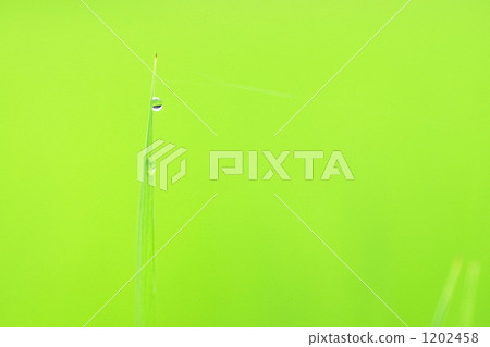 seeding, drop, drip 1202458