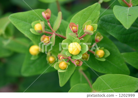 Hiperam的芽 Hiperam的芽 1202999