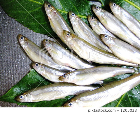 新鮮的Wakasagi 1203028