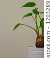 室內盆栽 觀葉植物 灌裝的 1203289