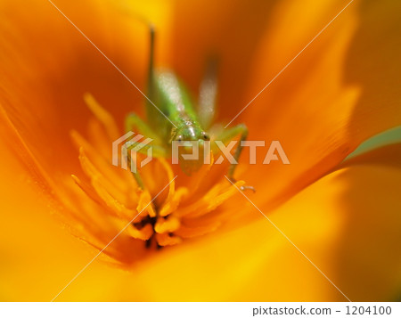 Long Head Poppy, long-headed poppy, grasshopper 1204100