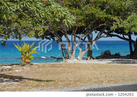 海和樹330 1204261