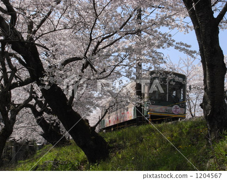 Tunnel of Arashiya cherry tree Tunnel of Arashiya cherry tree 1204567