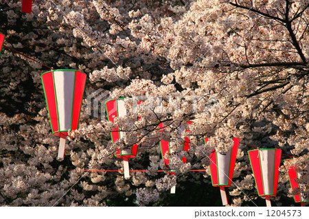 Oshii Yoshino in full bloom and Ohanami lantern Oshii Yoshino in full bloom and Ohanami lantern 1204573