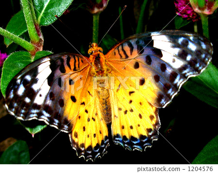 斐豹蛺蝶 蝴蝶 豹紋 1204576