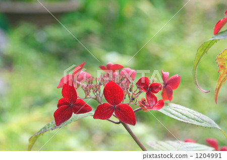 美麗的Clenai數量繡球花 美麗的Clenai數量繡球花 1204991