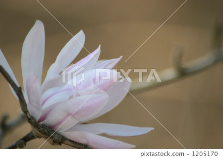 Sidekobushi花 Sidekobushi花 1205170