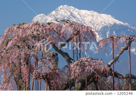 剩下的雪和大櫻桃樹的一塊 1205246