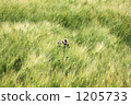 Wheat field and thistle 1205733