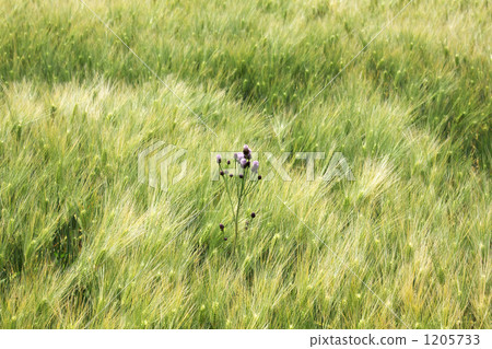 麥田和薊 1205733