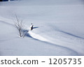 Grove of snowy field 1205735