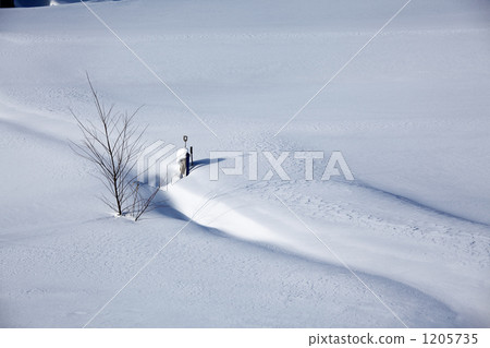 雪原的樹叢 1205735