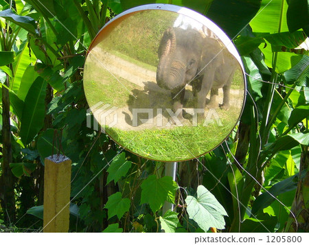 Elephant Elephant 1205800