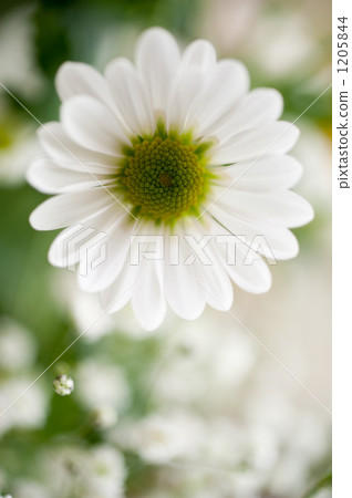 菊花 菊花 1205844